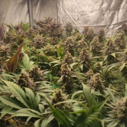 medyczne nasiona marihuany automatyczne Sweet Pure Auto CBD - opis odmiany konopi