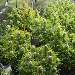 Nasiona marihuany Sweet Mix Feminized - opis odmiany konopi