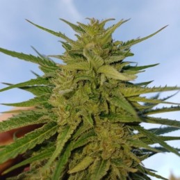 Nasiona marihuany automatyczne Sweet Mix Auto - opis odmiany konopi