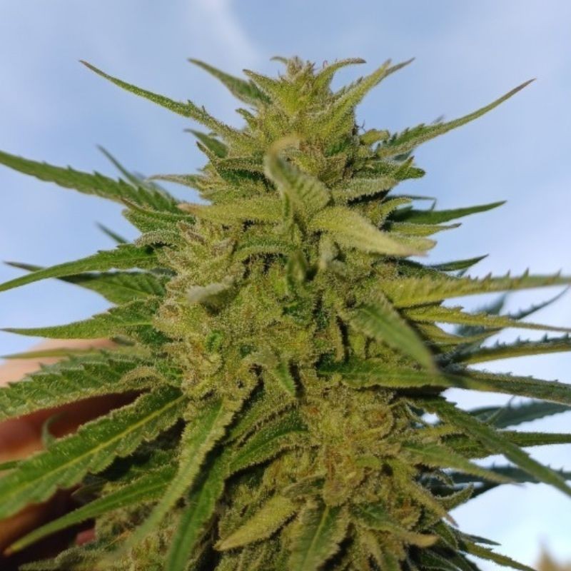 Nasiona marihuany automatyczne Sweet Mix Auto - opis odmiany konopi