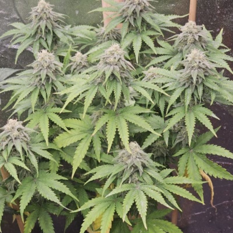 Nasiona marihuany automatyczne Sweet Gelato Auto - opis odmiany konopi