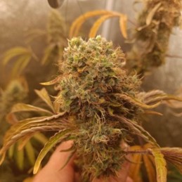 Nasiona marihuany + Speed Auto - odmiana konopi