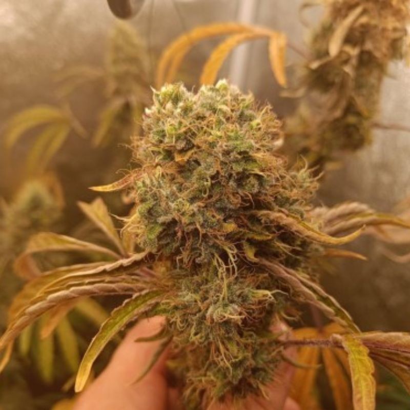 Nasiona marihuany + Speed Auto - odmiana konopi