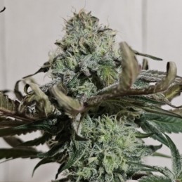 Nasiona marihuany Sweet Cherry Pie - opis odmiany konopi