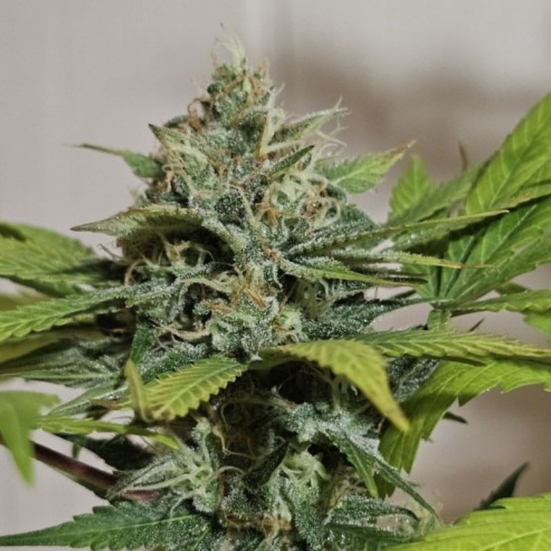 Nasiona marihuany automatyczne Sweet Cheese XL Auto - opis odmiany konopi