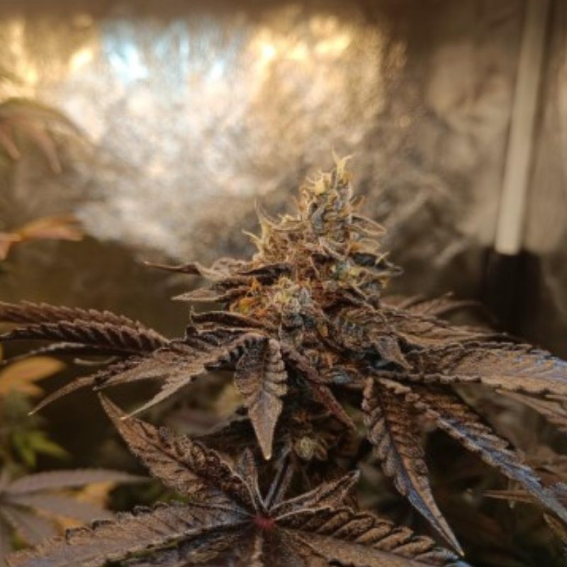 Nasiona marihuany Sweet Cheese F1 Fast Version - opis odmiany konopi
