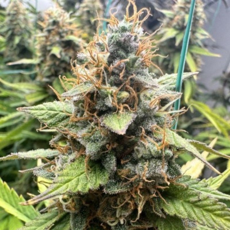 Nasiona marihuany automatyczne Sweet Cheese Auto - opis odmiany konopi