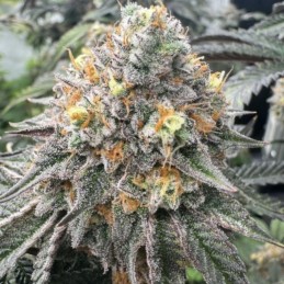 Nasiona marihuany Sweet Cheese - opis odmiany konopi