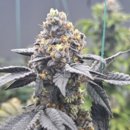 Nasiona marihuany automatyczne Sweet Amnesia Haze XL Auto - opis odmiany konopi