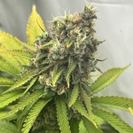 Nasiona marihuany Sweet Amnesia Haze - opis odmiany konopi