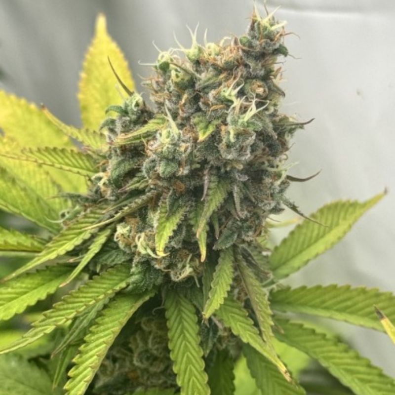 Nasiona marihuany Sweet Amnesia Haze - opis odmiany konopi