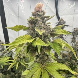 Nasiona marihuany San Fernando Lemon Kush - opis odmiany konopi