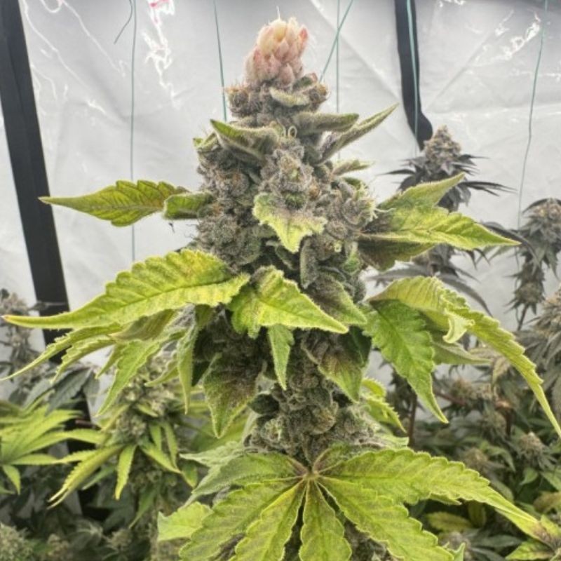 Nasiona marihuany San Fernando Lemon Kush - opis odmiany konopi