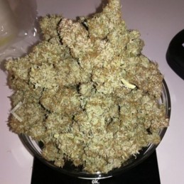 Nasiona marihuany S.A.D. Sweet Afgani Delicious S1 - opis odmiany konopi