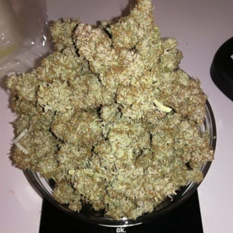 Nasiona marihuany S.A.D. Sweet Afgani Delicious S1 - opis odmiany konopi