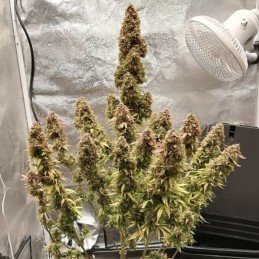 Nasiona marihuany Big Devil F1 Fast Version - odmiana konopi