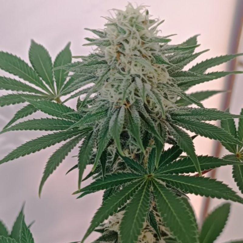 Medyczne nasiona marihuany S.A.D. Sweet Afgani Delicious CBD - opis odmiany konopi