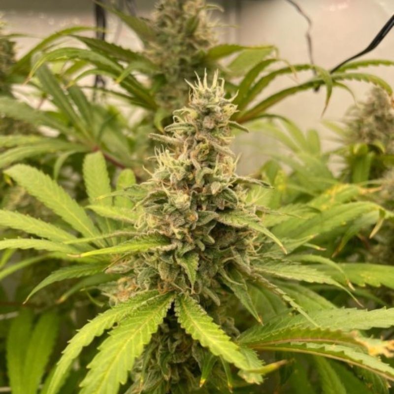 Nasiona marihuany automatyczne Runtz XL Auto - opis odmiany konopi