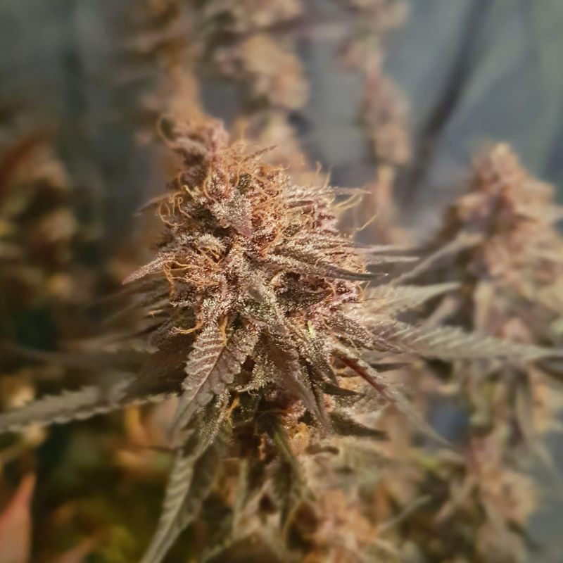 Nasiona marihuany Red Pure Auto CBD - opis odmiany konopi