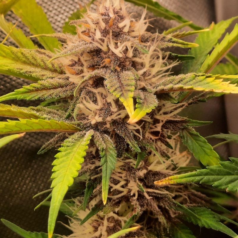 Nasiona marihuany automatyczne Red Poison Auto - opis odmiany konopi