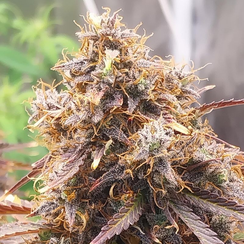 Nasiona marihuany Red Mandarine F1 Fast Version - opis odmiany konopi