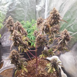 Nasiona marihuany Red Red Hot Cookies - opis odmiany konopi