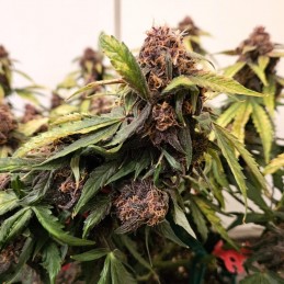 Nasiona marihuany automatyczne Red Gorilla Girl XL Auto - opis odmiany konopi