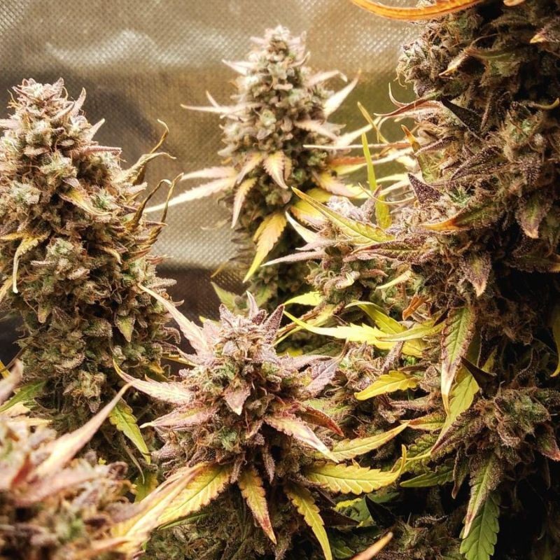 Nasiona marihuany Purple Punch OG - opis odmiany konopi