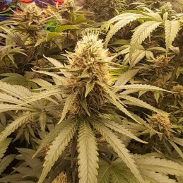 Nasiona marihuany Psicodelicia - opis odmiany konopi