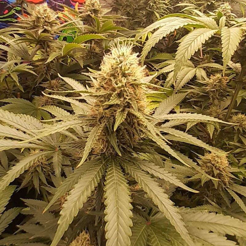 Nasiona marihuany Psicodelicia - opis odmiany konopi