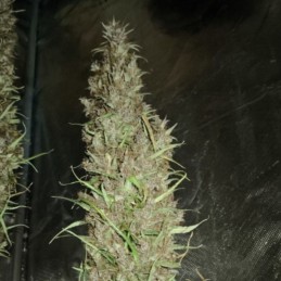 Nasiona marihuany Big Foot - odmiana konopi
