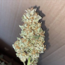 Nasiona marihuany automatyczne Mohan Ram Auto - opis odmiany konopi
