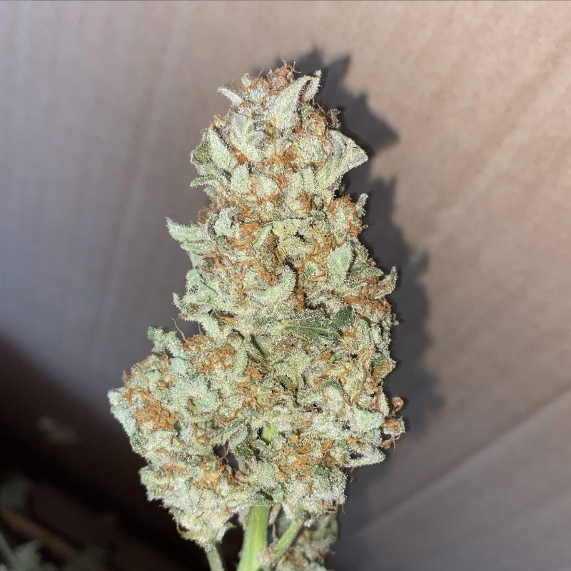 Nasiona marihuany automatyczne Mohan Ram Auto - opis odmiany konopi