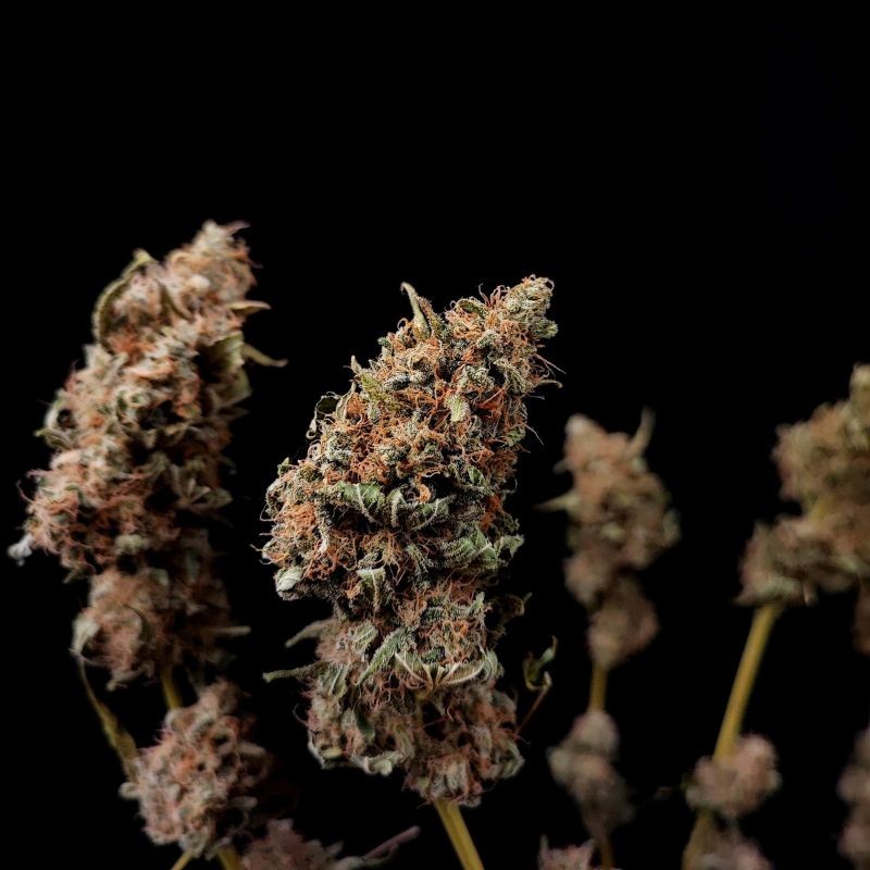 Nasiona marihuany Killer Kush F1 Fast Version - opis odmiany konopi