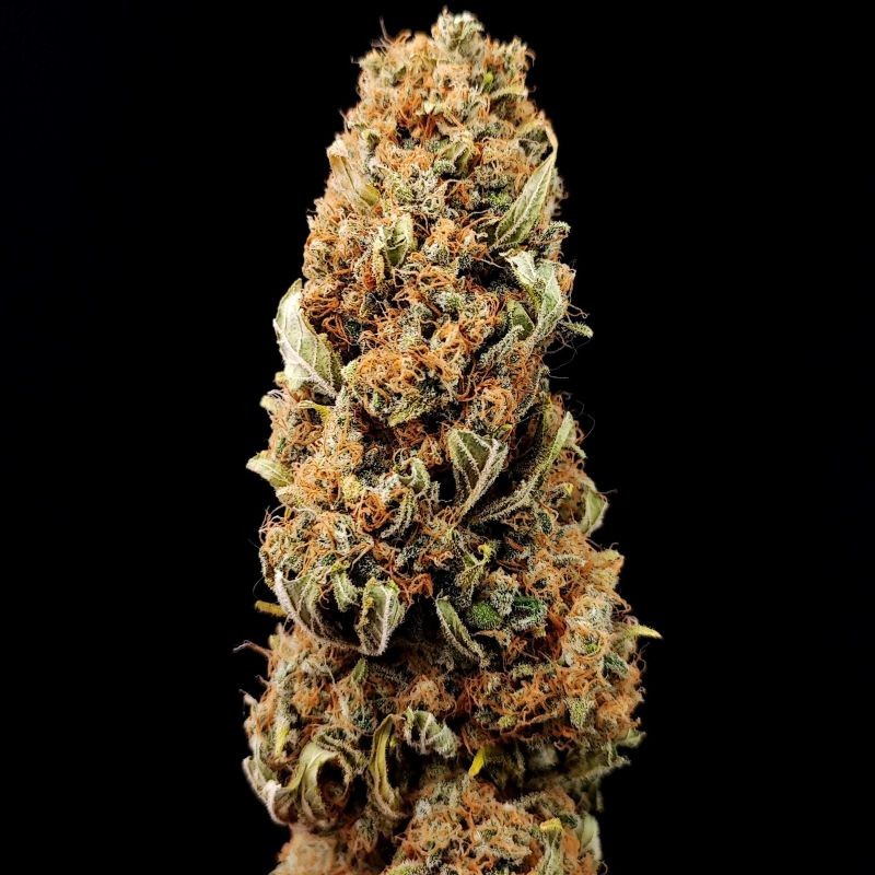 Nasiona marihuany automatyczne Killer Kush Auto - opis odmiany konopi