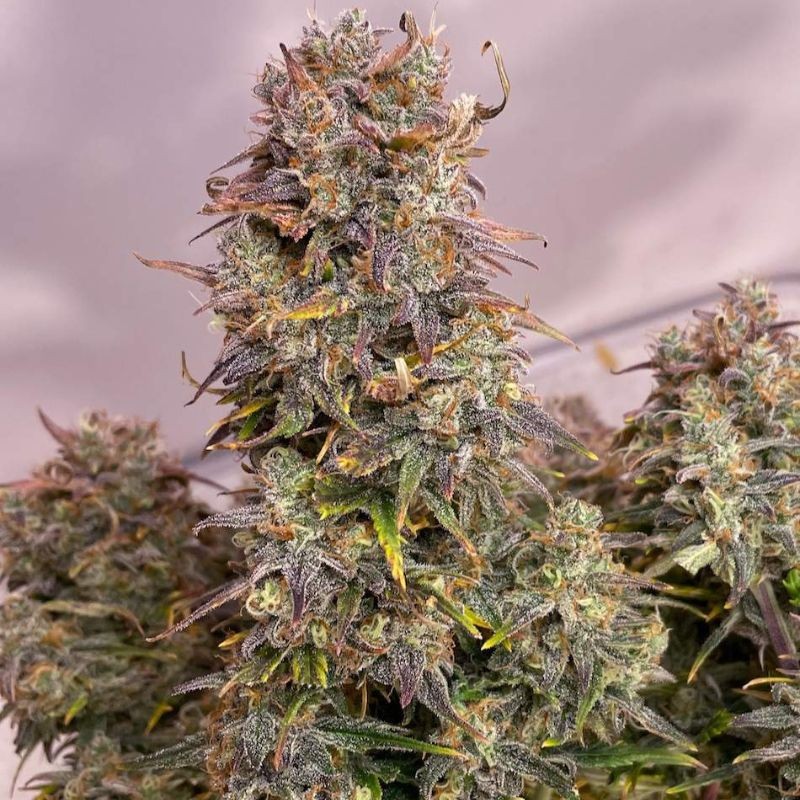 Nasiona marihuany automatyczne Jack 47 XL Auto - opis odmiany konopi