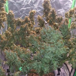 Nasiona marihuany automatyczne Jack 47 Auto - opis odmiany konopi