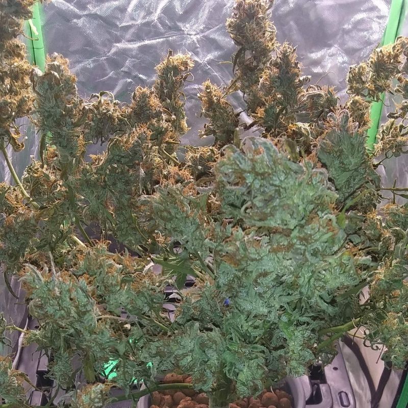 Nasiona marihuany automatyczne Jack 47 Auto - opis odmiany konopi