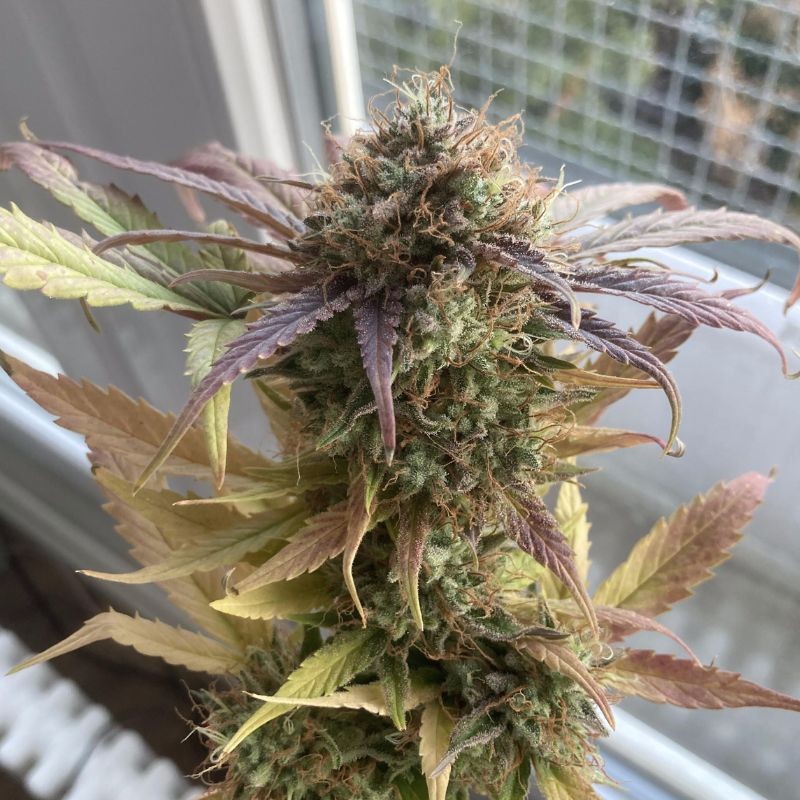 Nasiona marihuany Crystal Candy F1 Fast Version - odmiana konopi