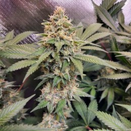 Nasiona marihuany Jack 47 F1 Fast Version - opis odmiany konopi