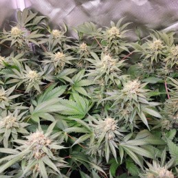 Nasiona marihuany Jack 47 - opis odmiany konopi