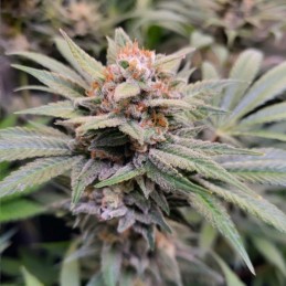 Nasiona marihuany Indigo Berry Kush - opis odmiany konopi