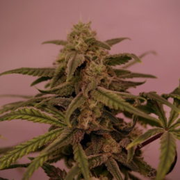 Nasiona medycznej marihuany NYC Diesel CBD (Ice Cool CBD) - opis odmiany konopi