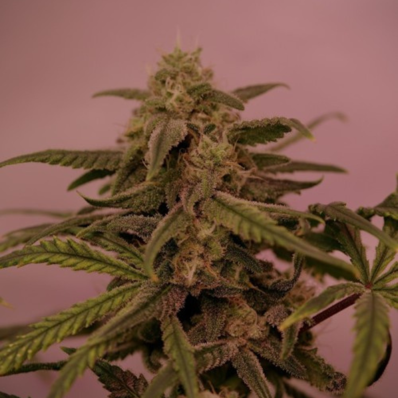 Nasiona medycznej marihuany NYC Diesel CBD (Ice Cool CBD) - opis odmiany konopi