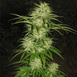 Nasiona marihuany automatyczne NYC Diesel Auto (Ice Cool Auto) - opis odmiany konopi
