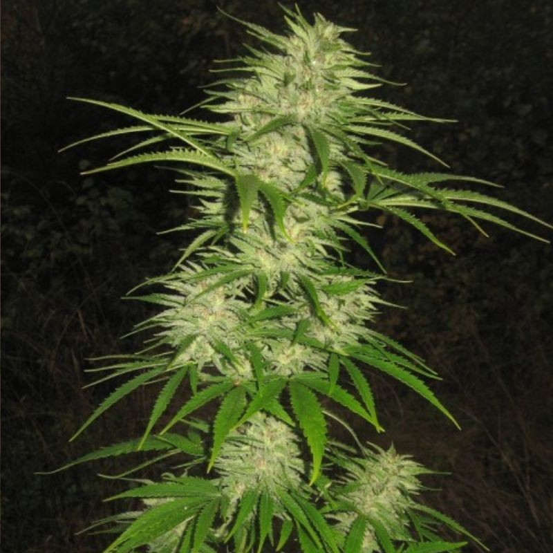 Nasiona marihuany automatyczne NYC Diesel Auto (Ice Cool Auto) - opis odmiany konopi