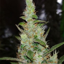 Nasiona marihuany NYC Diesel (Ice Cool) - opis odmiany konopi