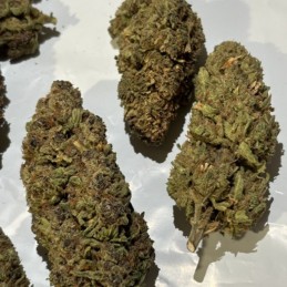 Nasiona marihuany automatyczne Honey Peach Auto CBD - opis odmiany konopi