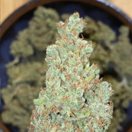 Nasiona marihuany automatyczne Green Poison XL Auto - odmiana konopi
