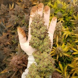 Nasiona marihuany Green Poison F1 Fast Version - odmiana konopi